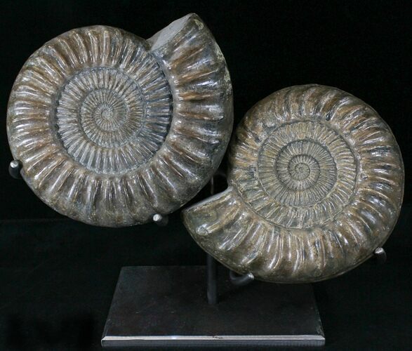 Paracoroniceras Ammonite Pair On Metal Stand #22844